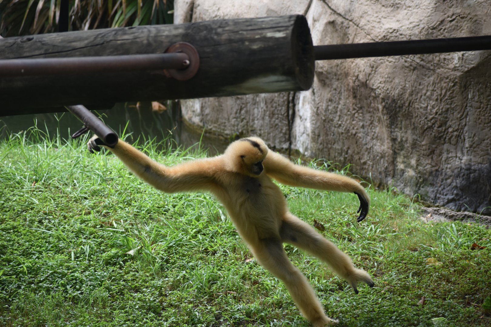 Gibbon Mid-swing