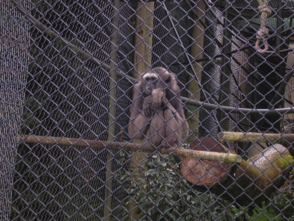 Gibbon, Monkey World, June 2007