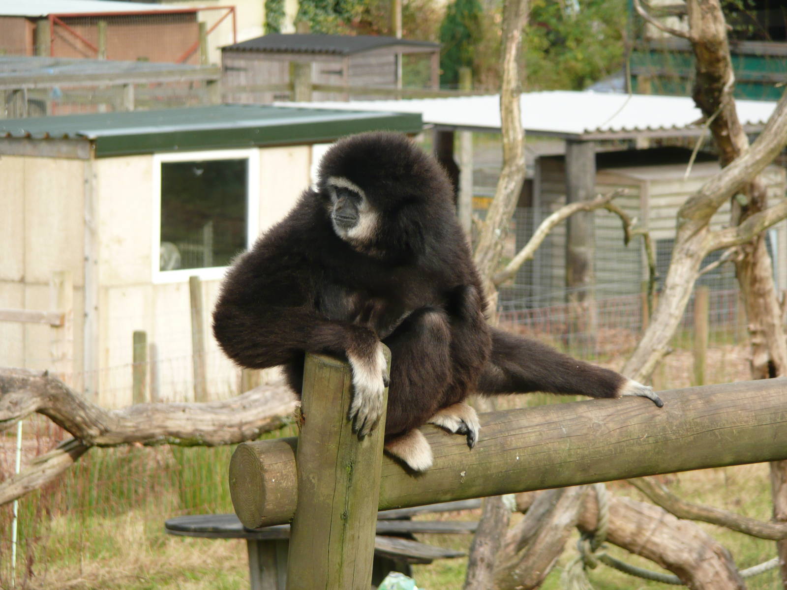 Gibbon - Oliver - in open enclosure