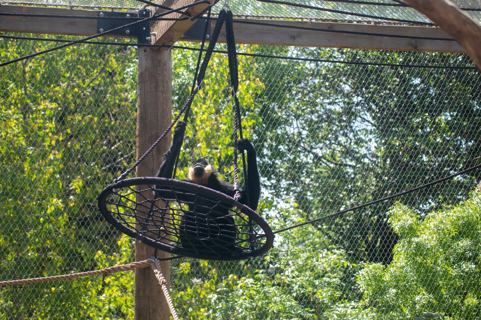 Gibbon on a Swing