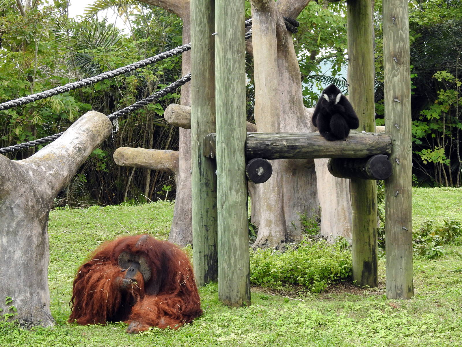 Gibbon/Orangutan Enclosure