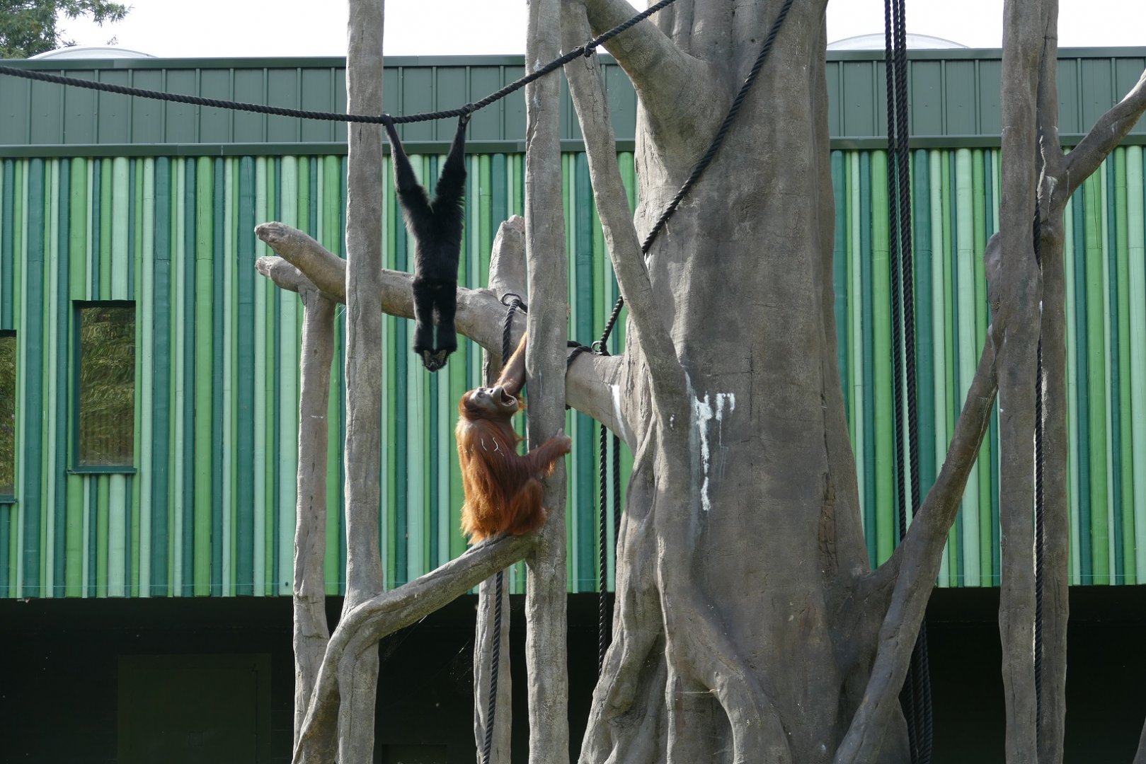 Gibbon/orangutan interaction, September 2018