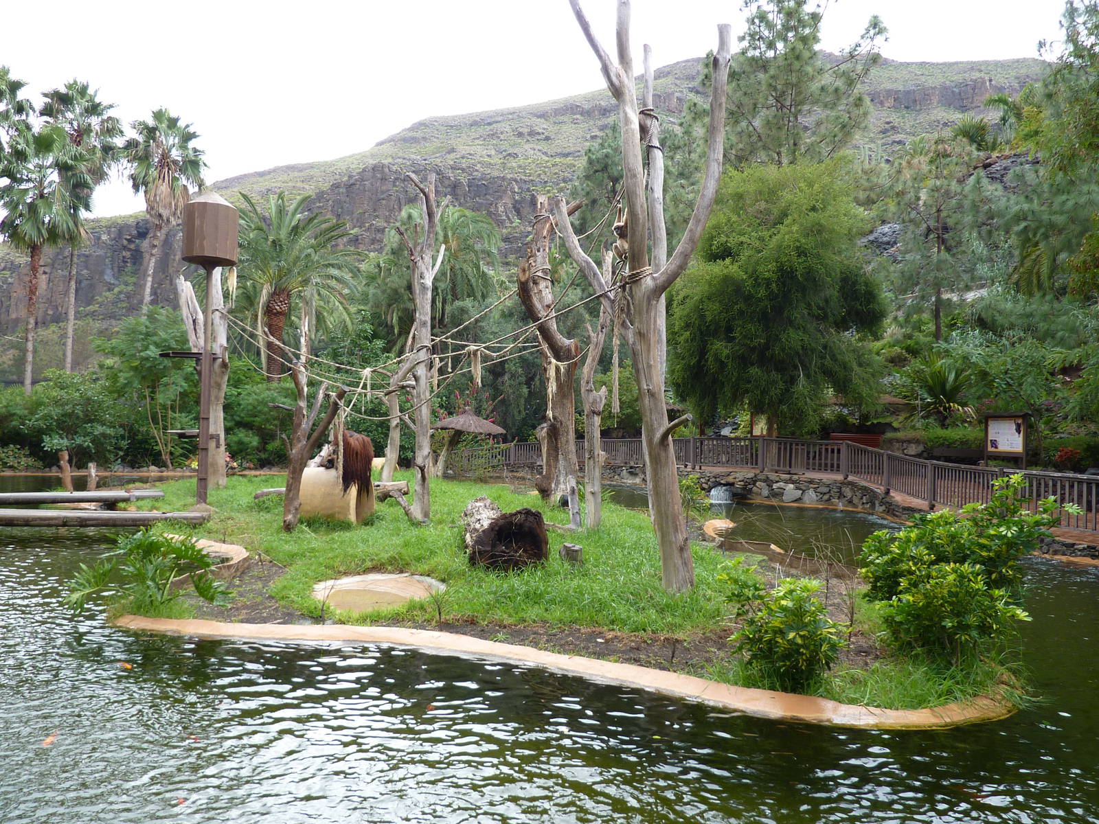 Gibbon & orangutan island