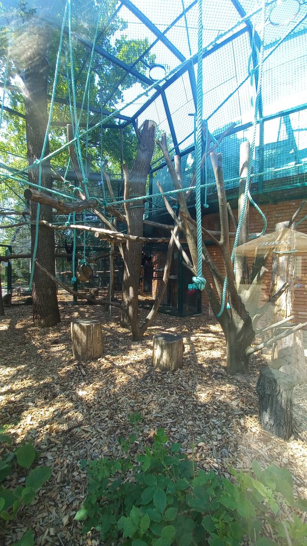Gibbon - outdoor enclosure