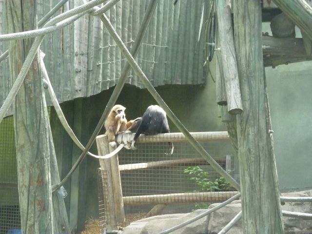 Gibbon Pair