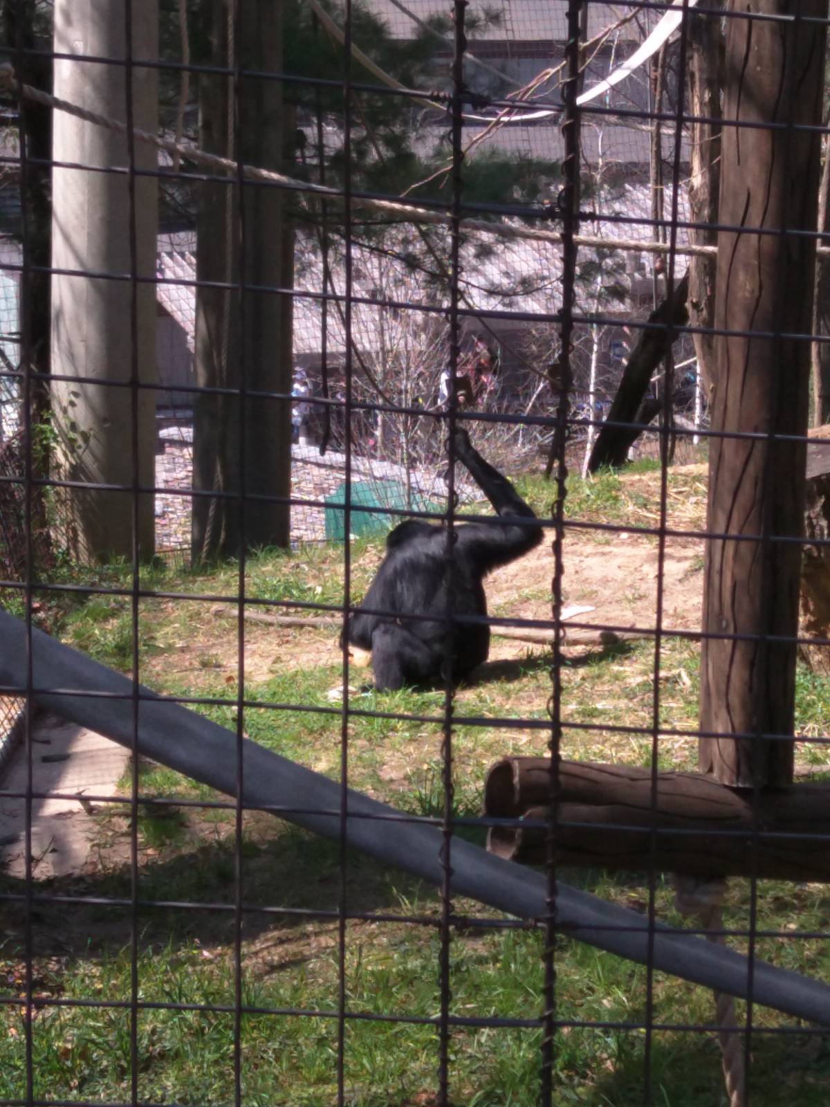 Gibbon Ridge - Siamang