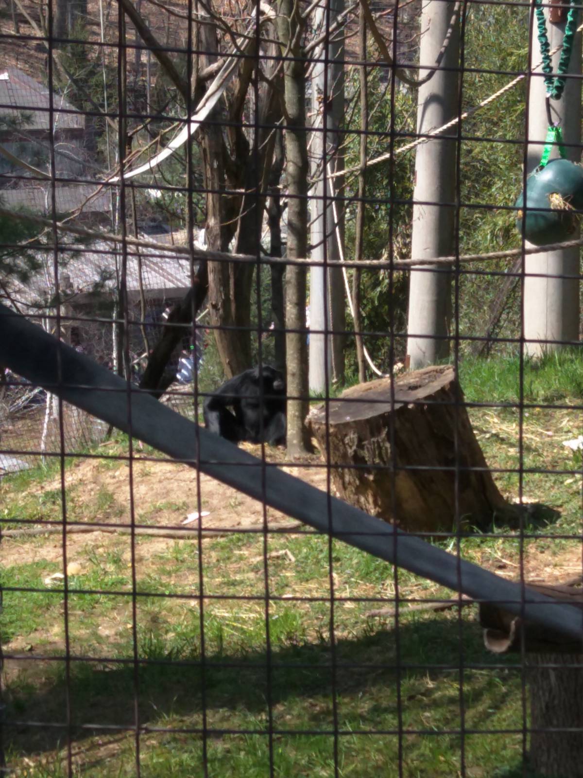 Gibbon Ridge - Siamang