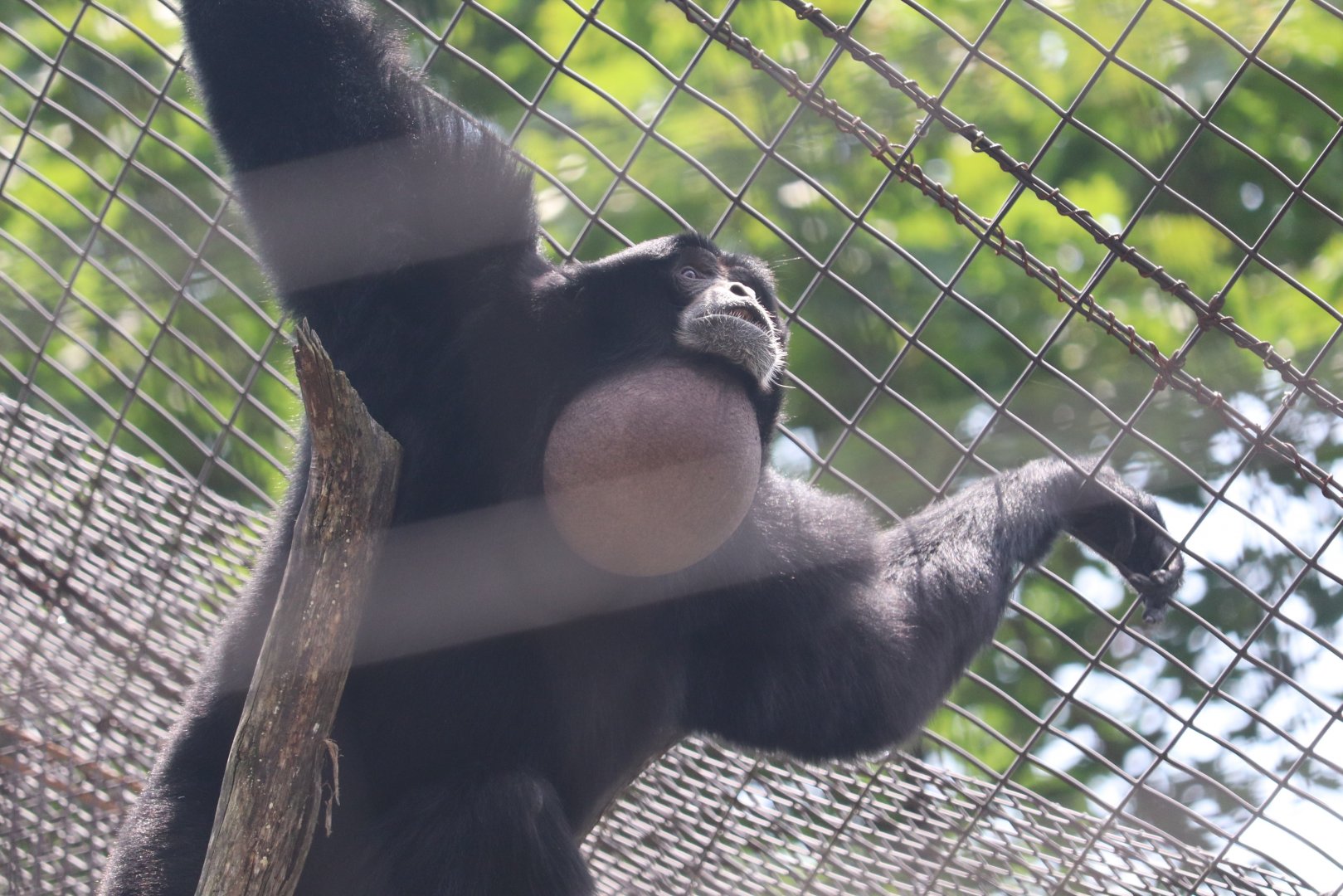 Gibbon Ridge - Siamang