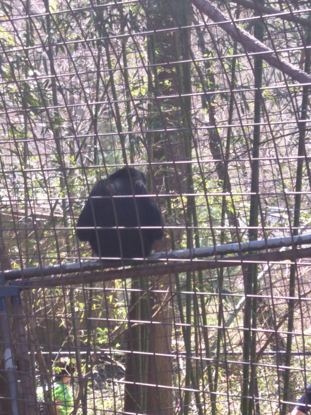 Gibbon Ridge - White Cheeked Gibbon - Sydney looking down onto American Tra