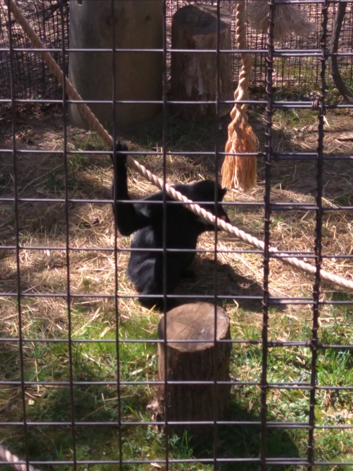 Gibbon Ridge - White Cheeked Gibbon - Sydney