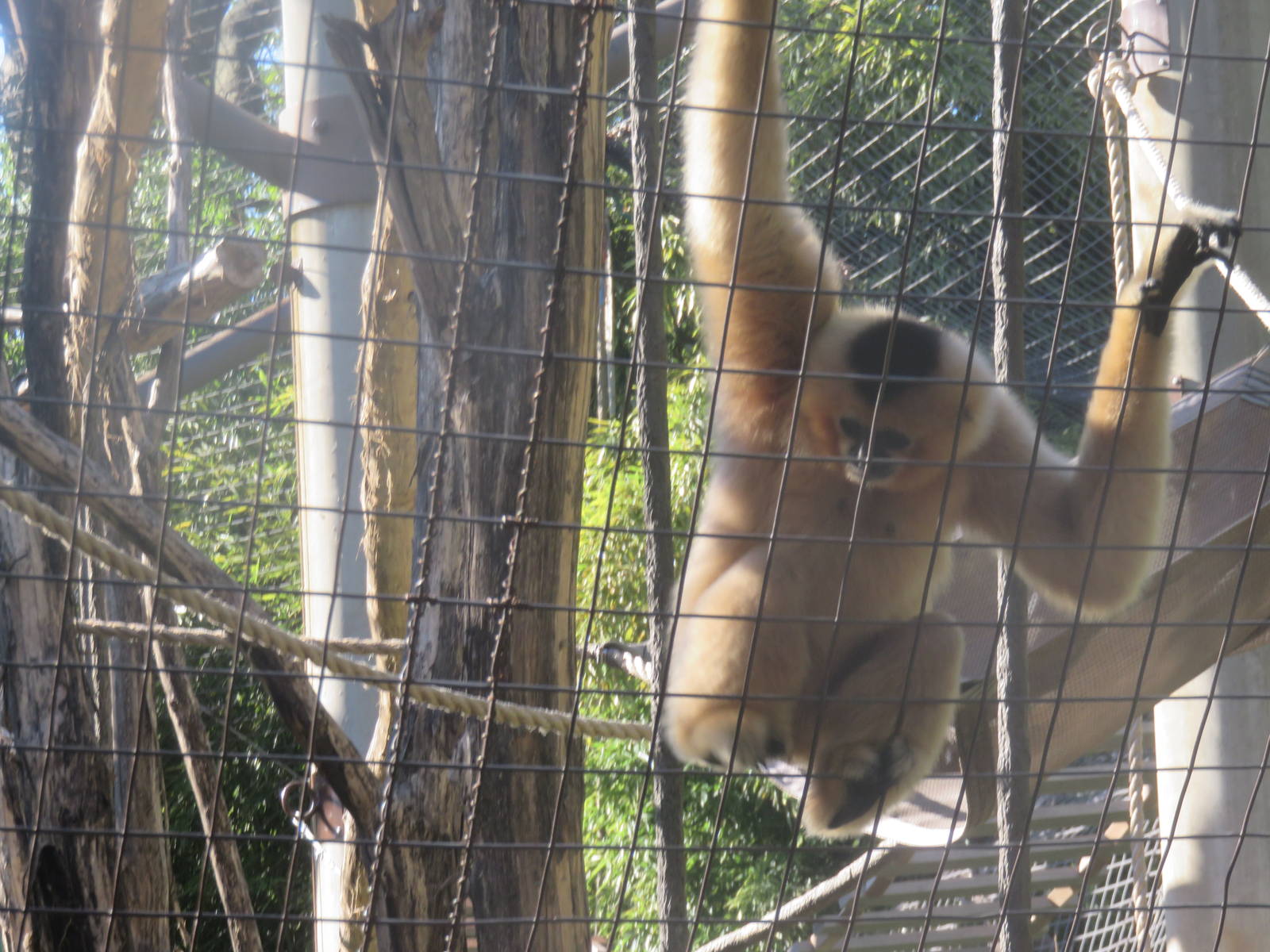 Gibbon Ridge - White Cheeked Gibbon