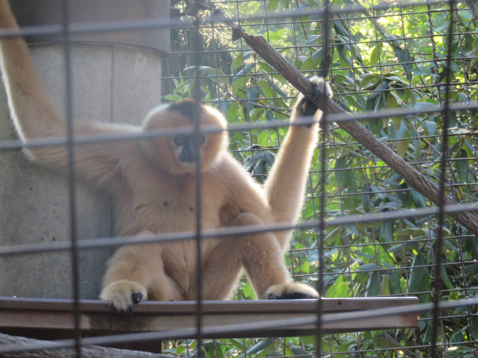 Gibbon Ridge - White Cheeked Gibbon