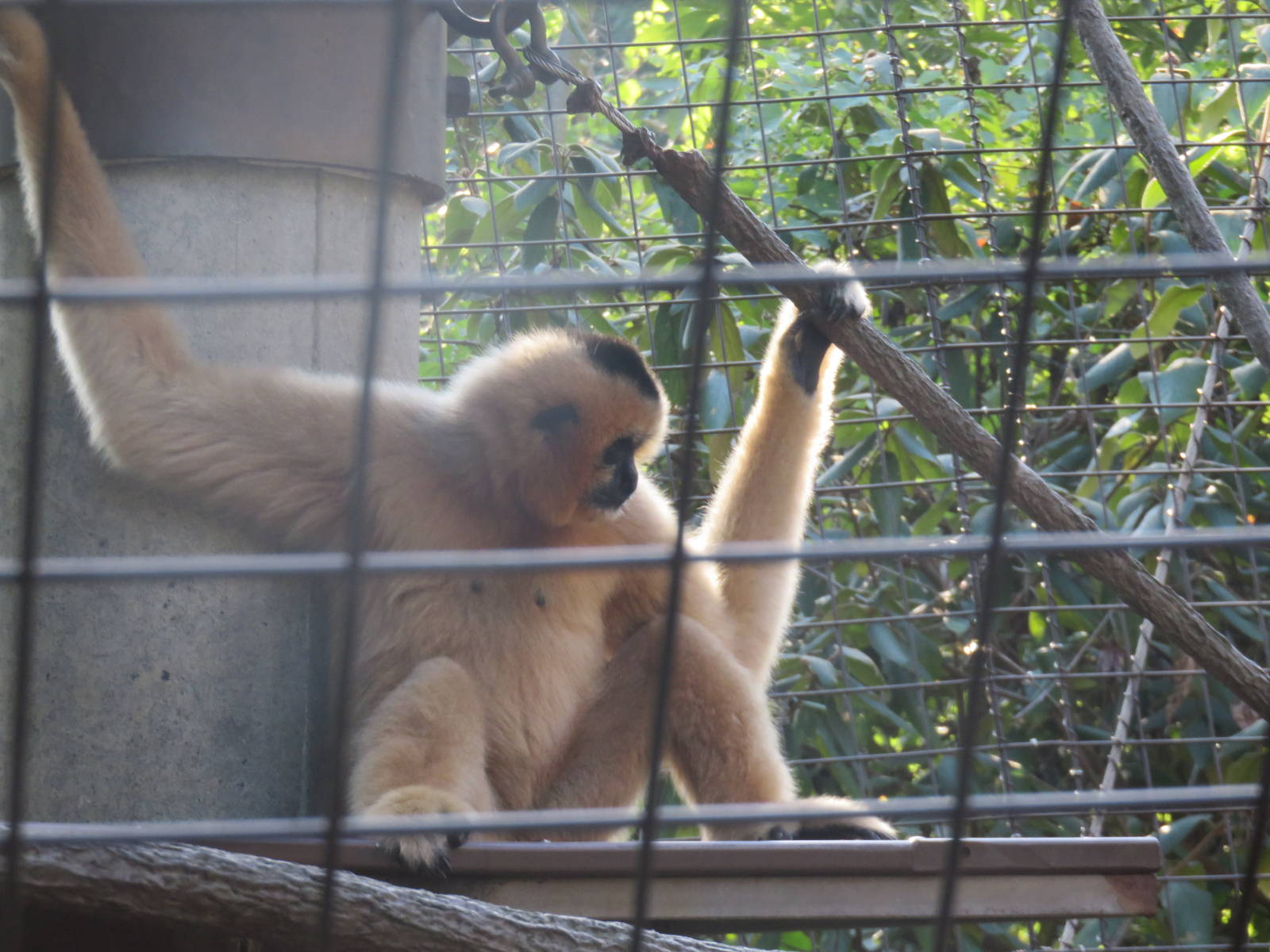 Gibbon Ridge - White Cheeked Gibbon