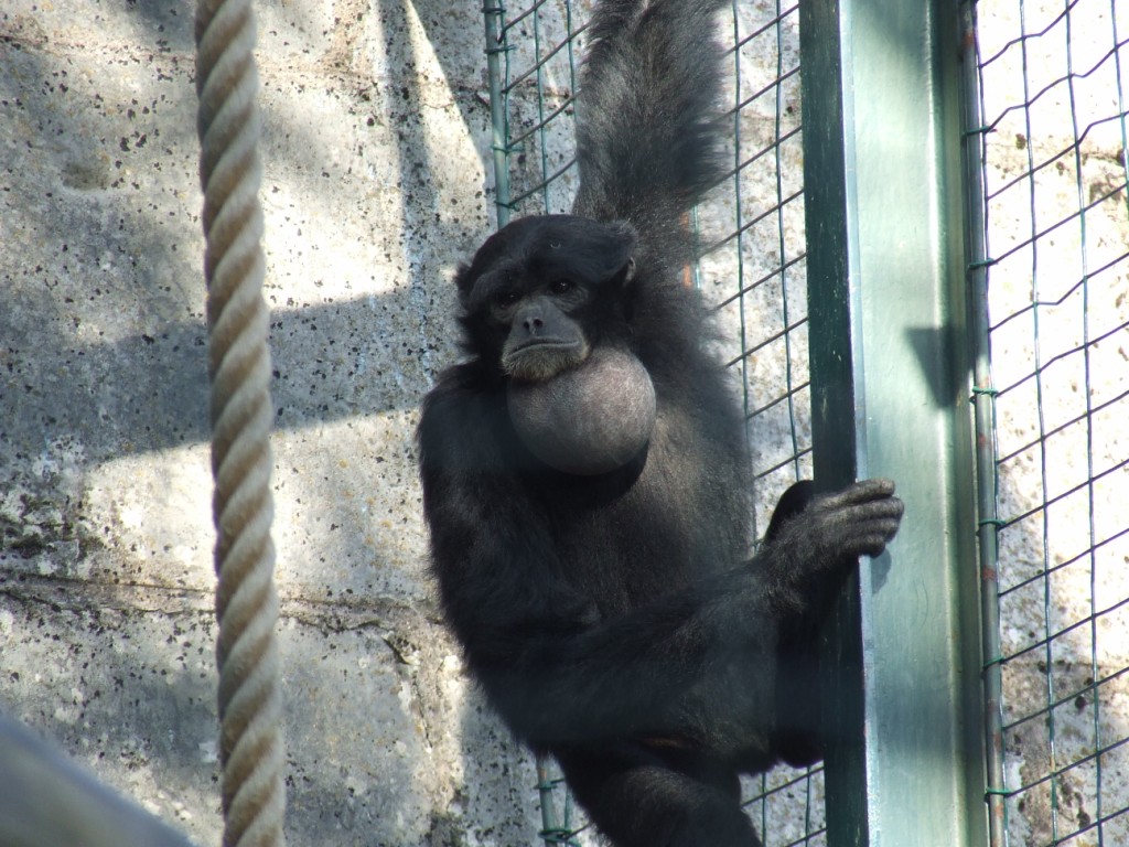 Gibbon siamang (hylobates syndactylus)