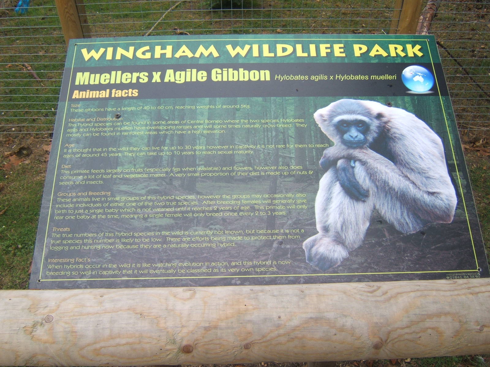 Gibbon sign