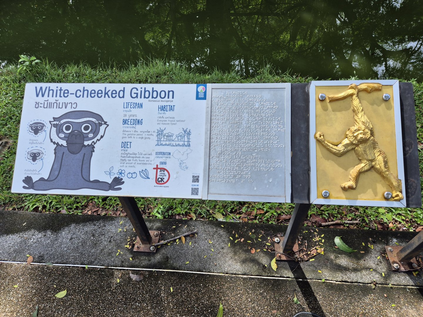 Gibbon sign