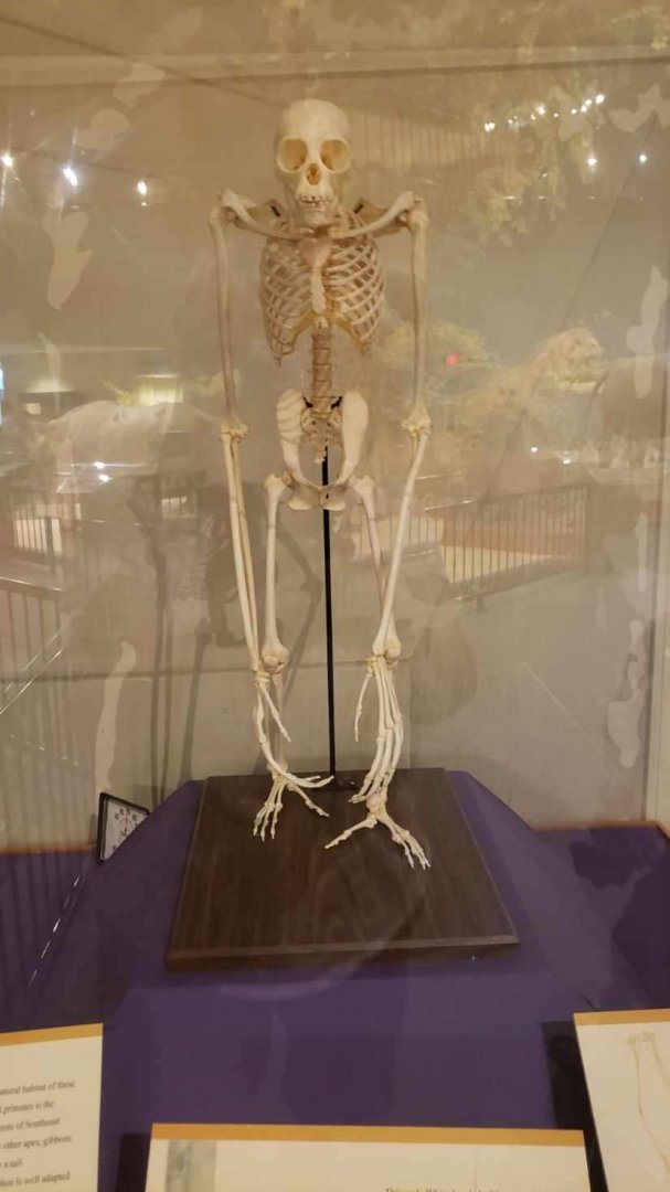 Gibbon Skeleton-Delbridge Museum