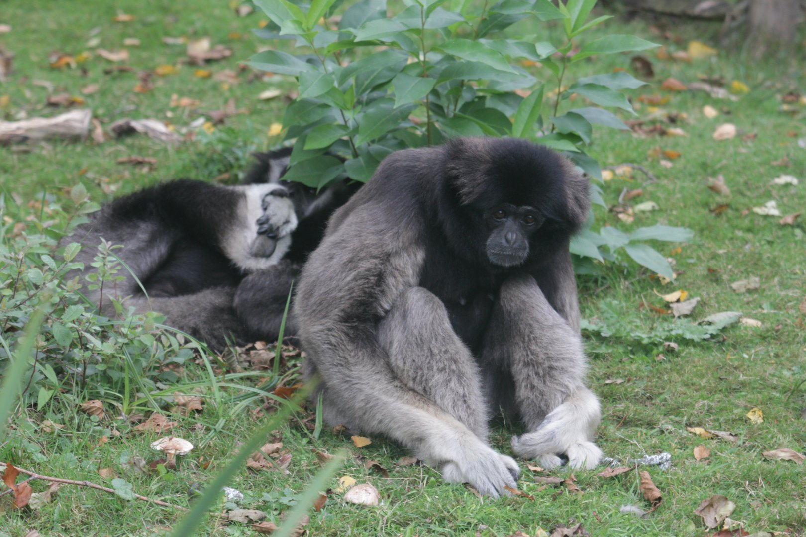 Gibbon sp. (Hybrid)