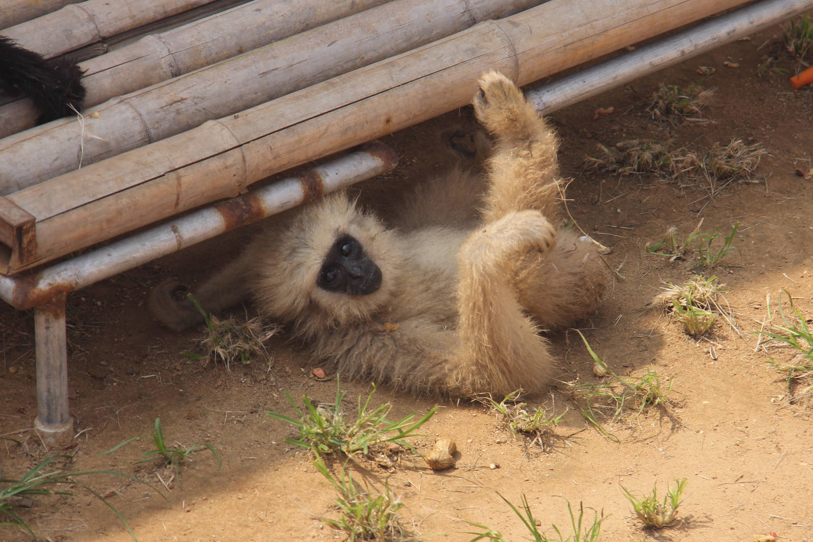 Gibbon sp.