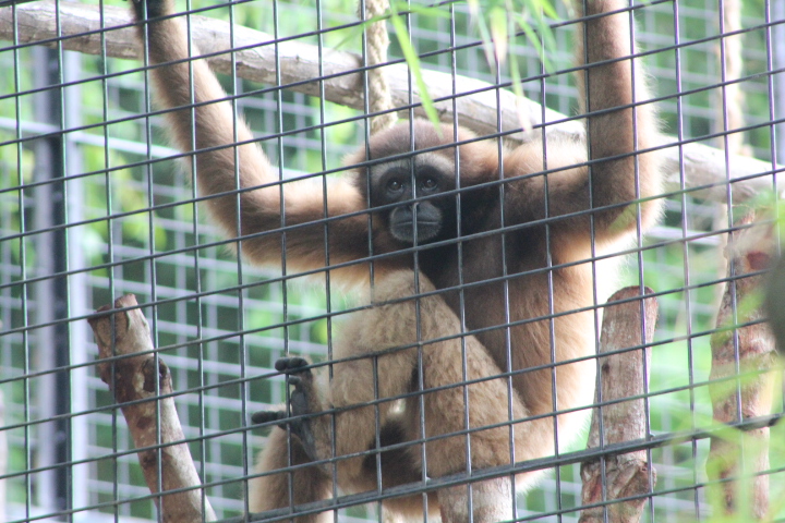 Gibbon species ID - Hylobates agilis?