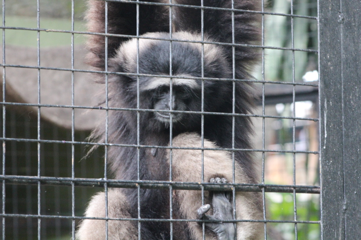 Gibbon species ID - Hylobates funereus?
