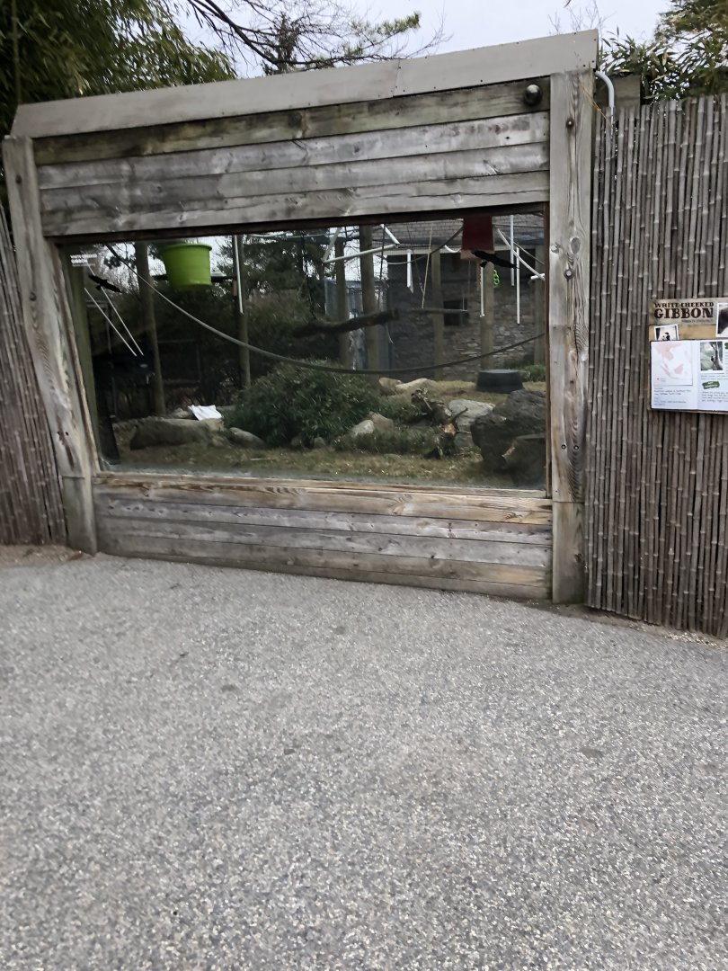 Gibbon Viewing Window (Left) - Feb, 2020