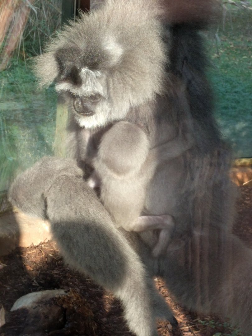 Gibbon with Baby Zoo Praha 2018