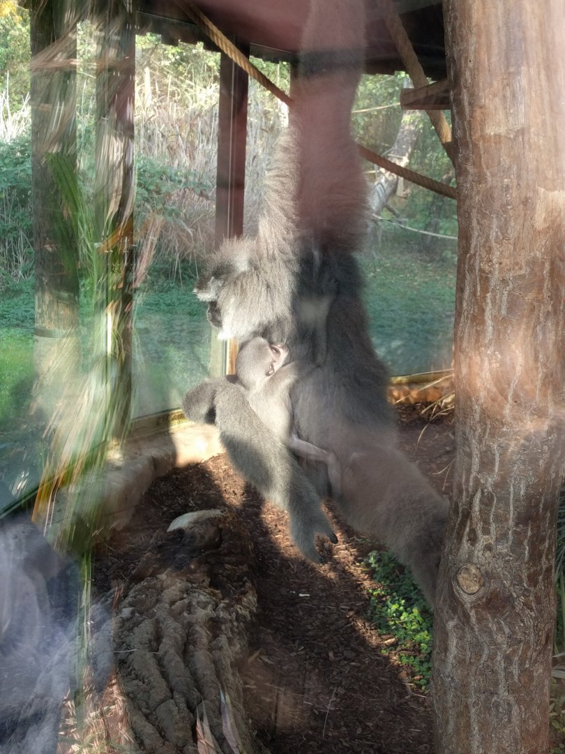 Gibbon with Baby Zoo Praha 2018