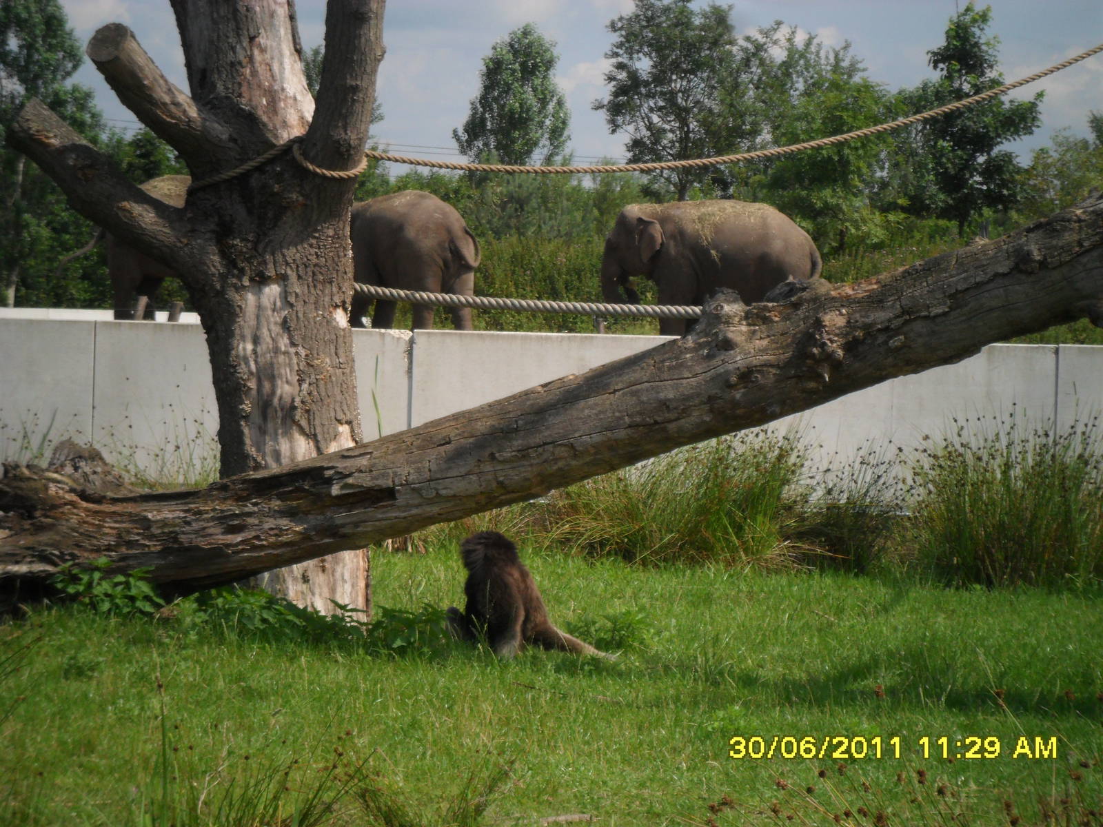 Gibbon with elephants