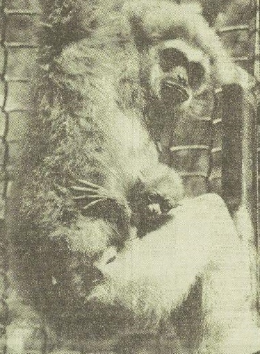 Gibbon with young