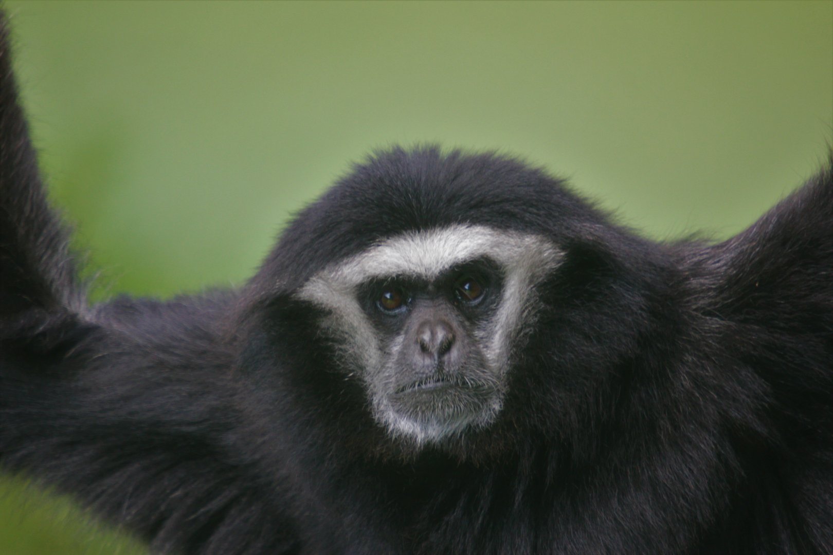 Gibbon Zhantee