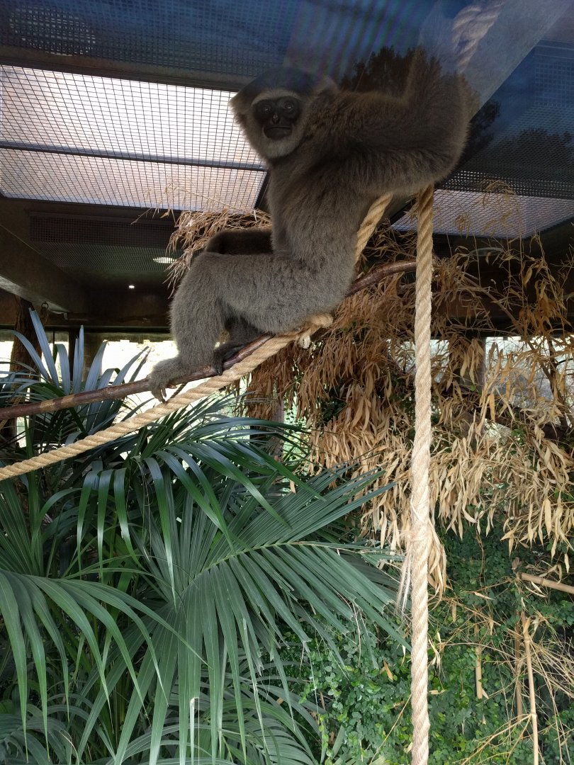 Gibbon Zoo Praha 2018