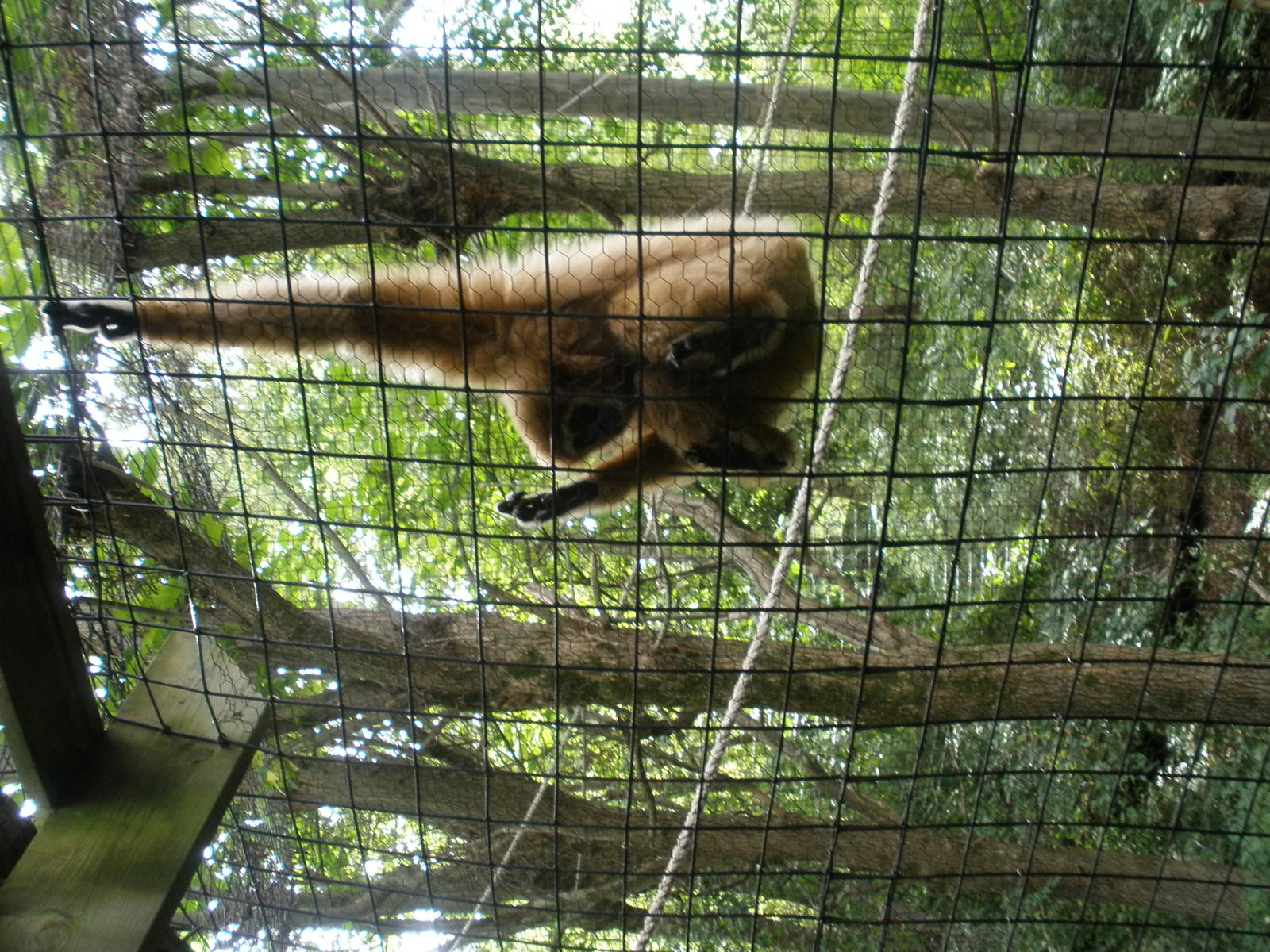 Gibbon