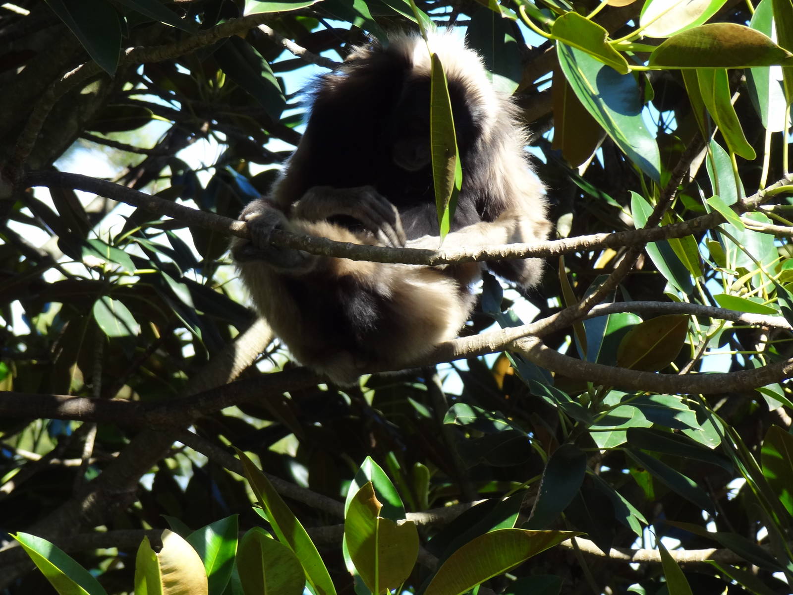 Gibbon