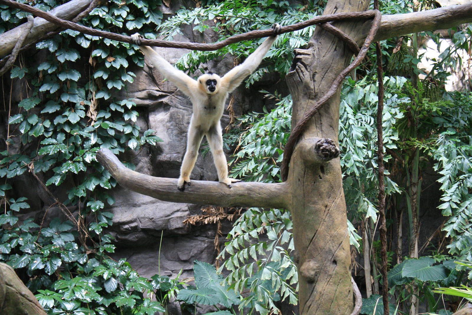 Gibbon