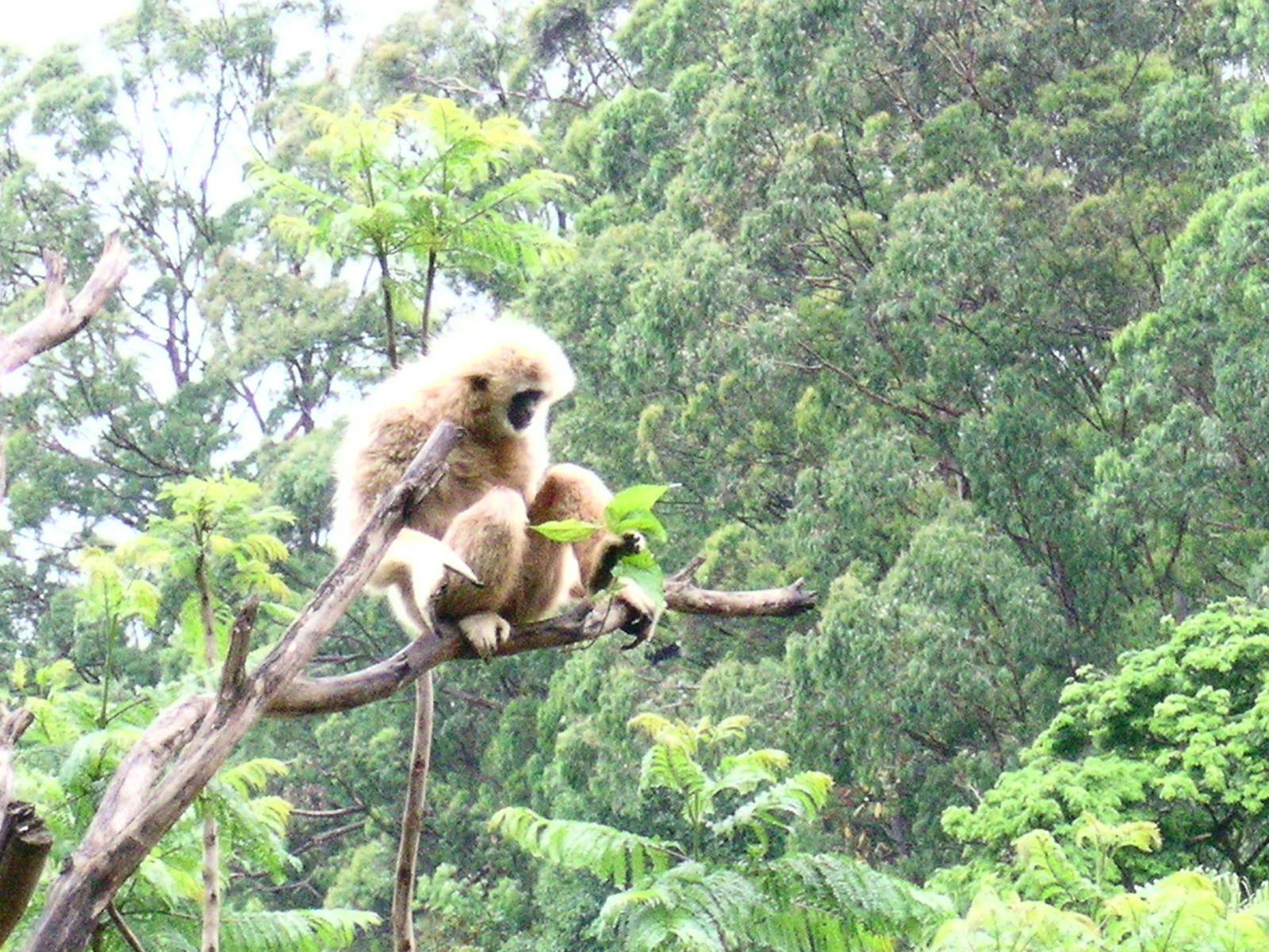 Gibbon
