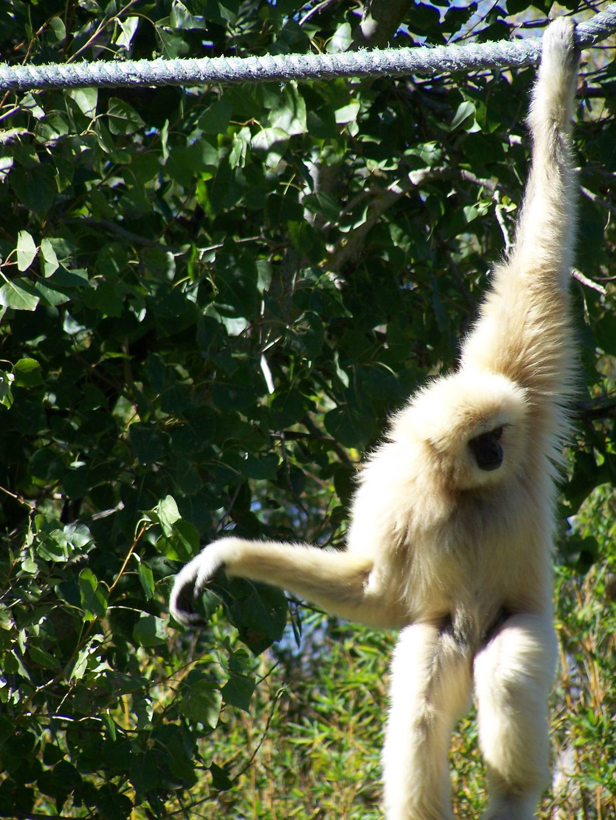 Gibbon