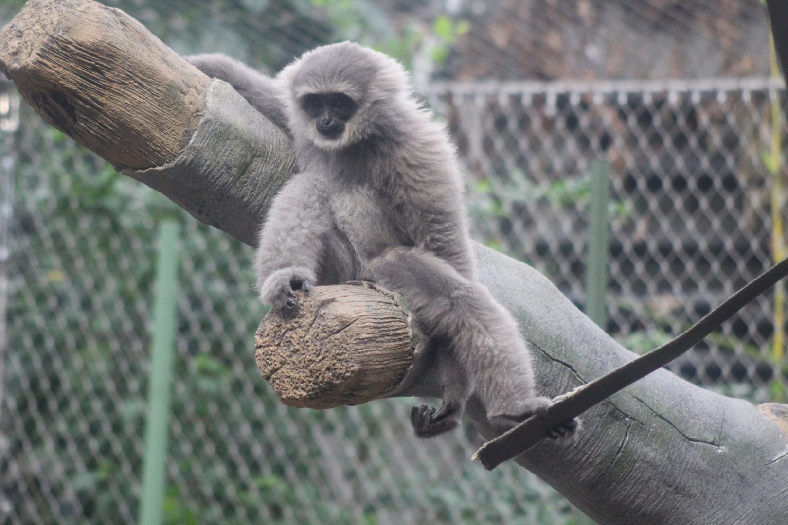 Gibbon