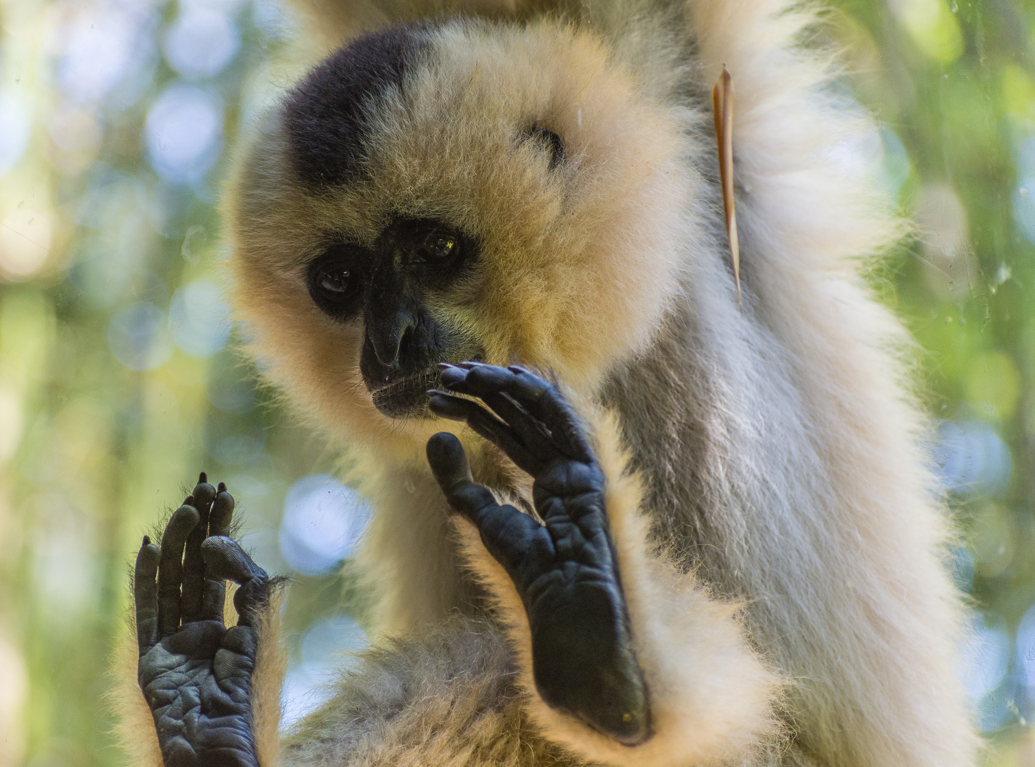 Gibbon