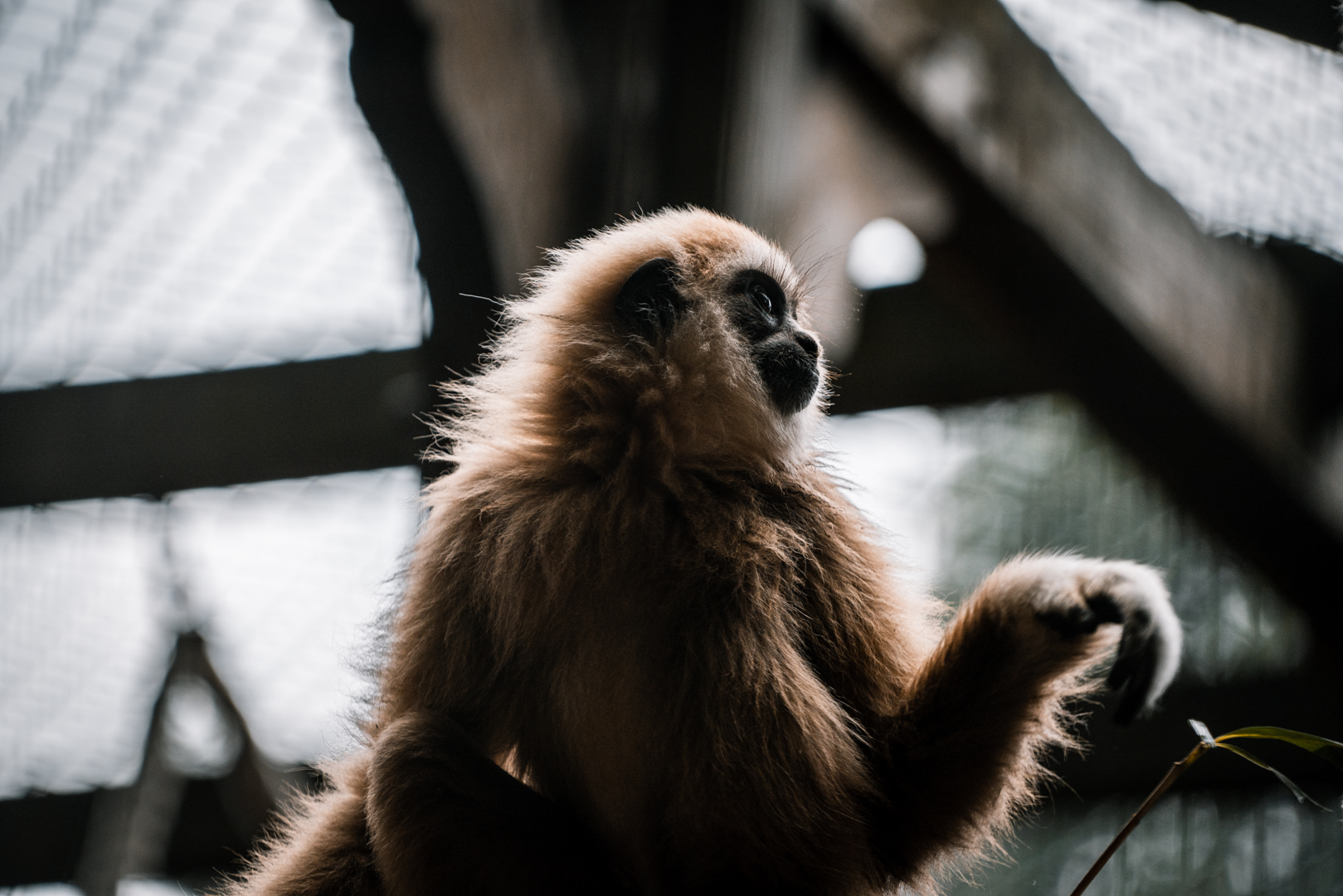 Gibbon