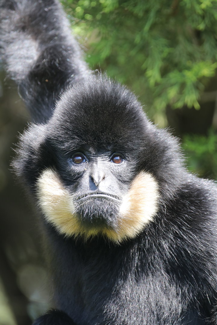 Gibbon