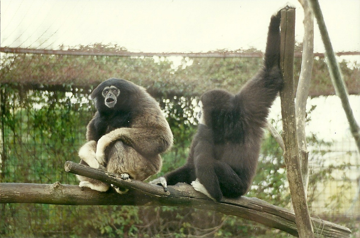 Gibbons 19th November 1995