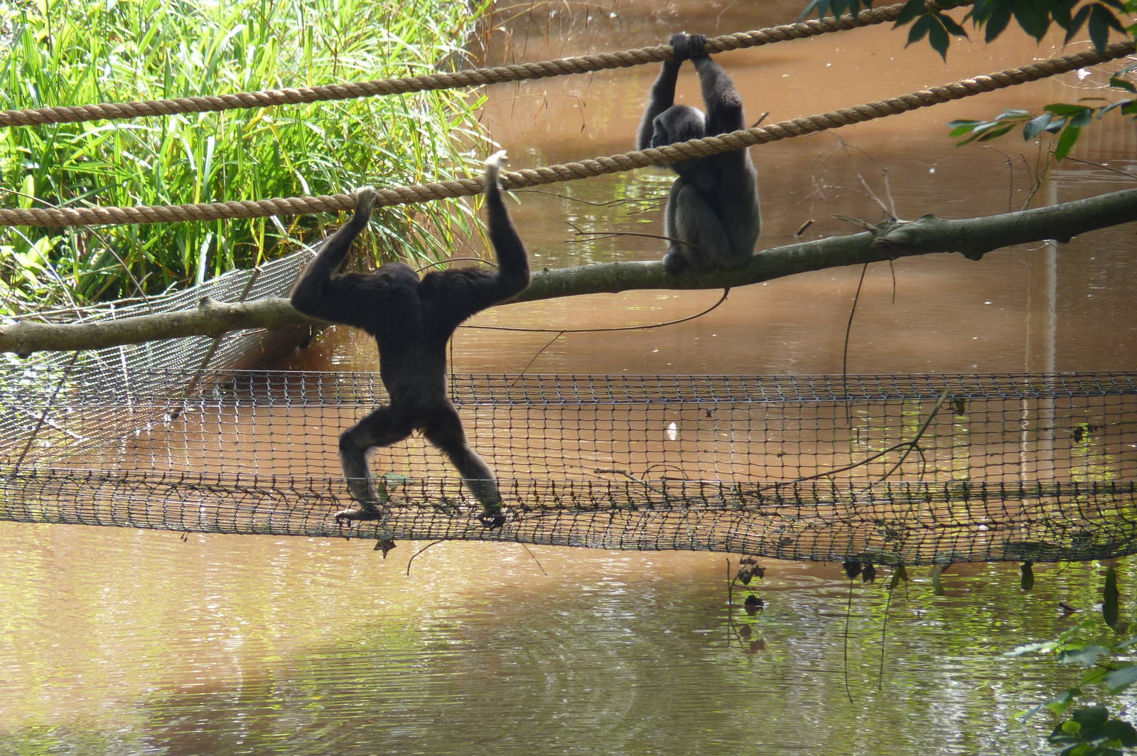Gibbons, 22 August 2012