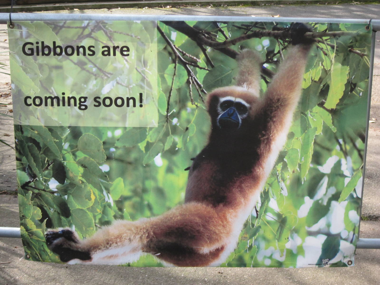 Gibbons are Coming Soon!