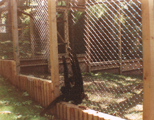 Gibbons at Combe Martin 1989