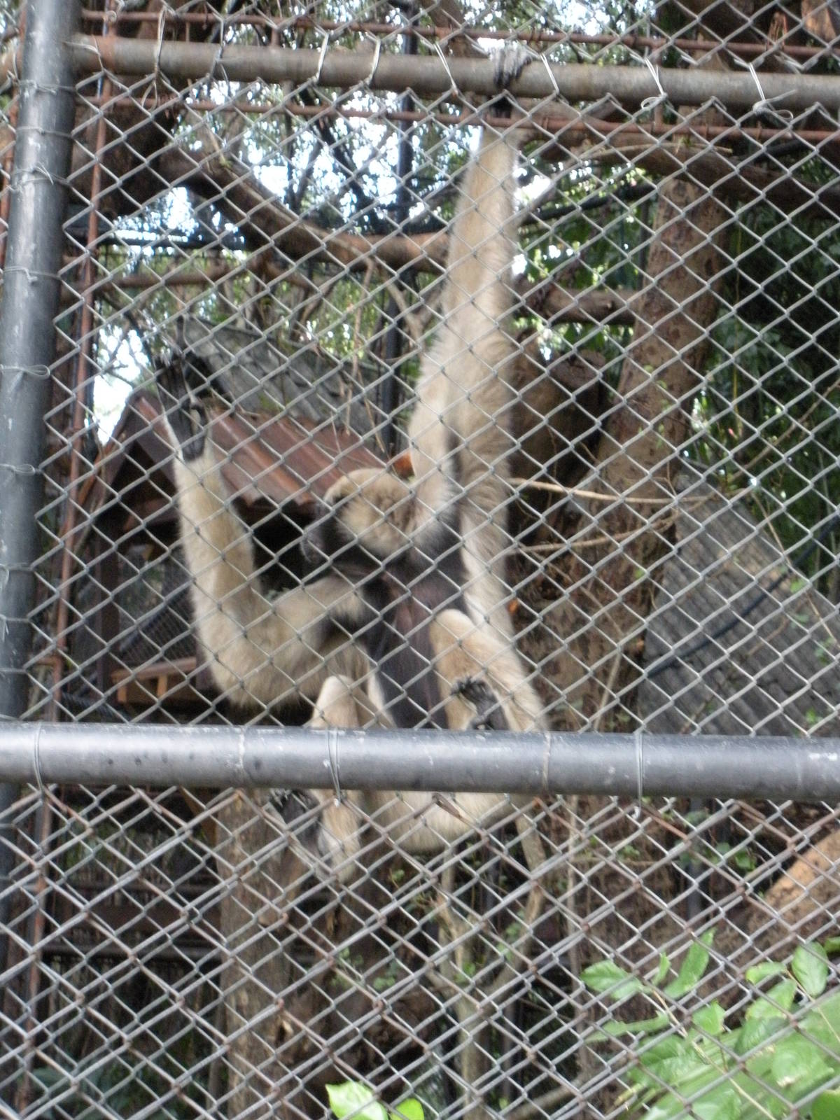 Gibbons Enclosure