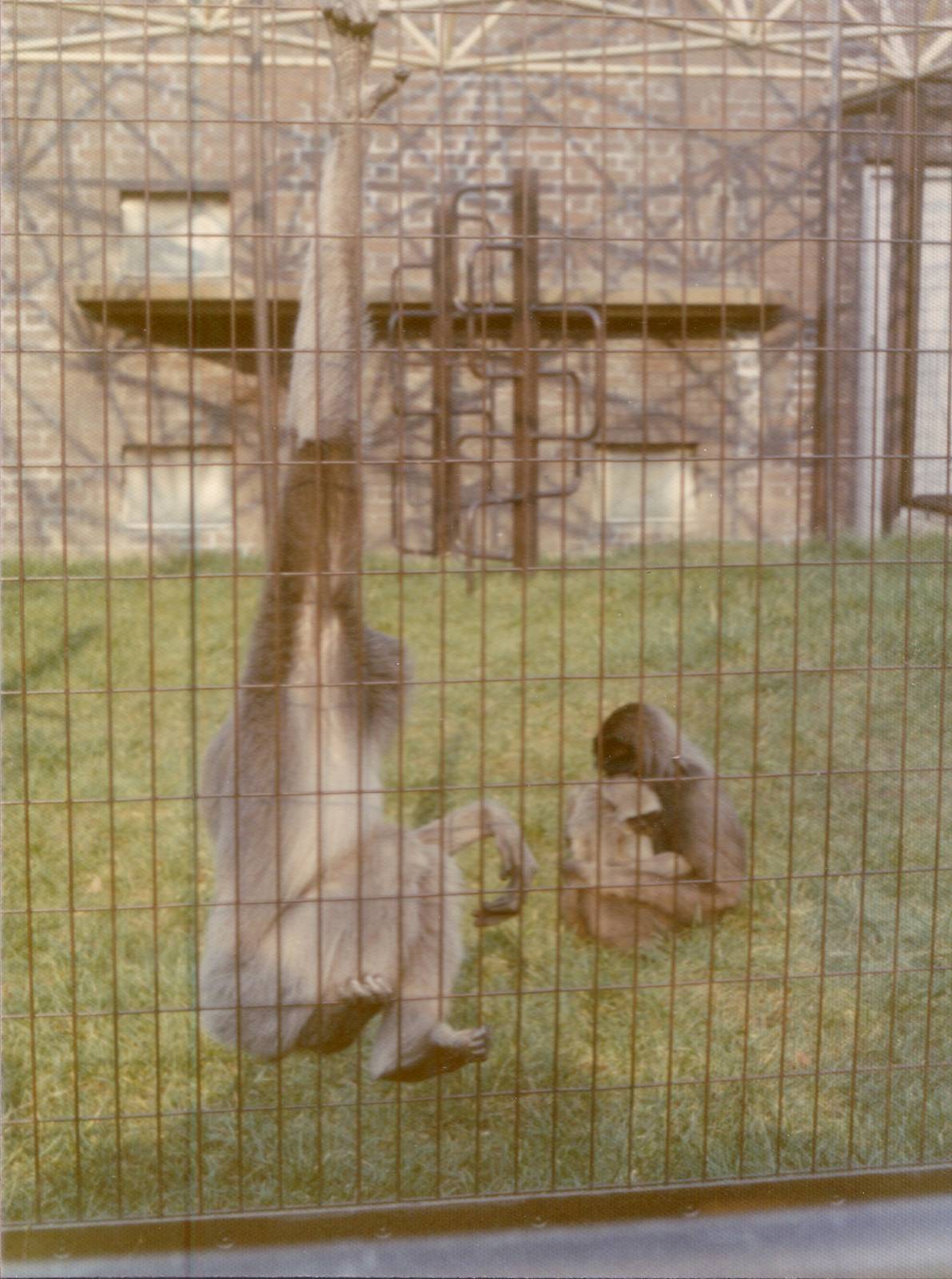 Gibbons, February 1973