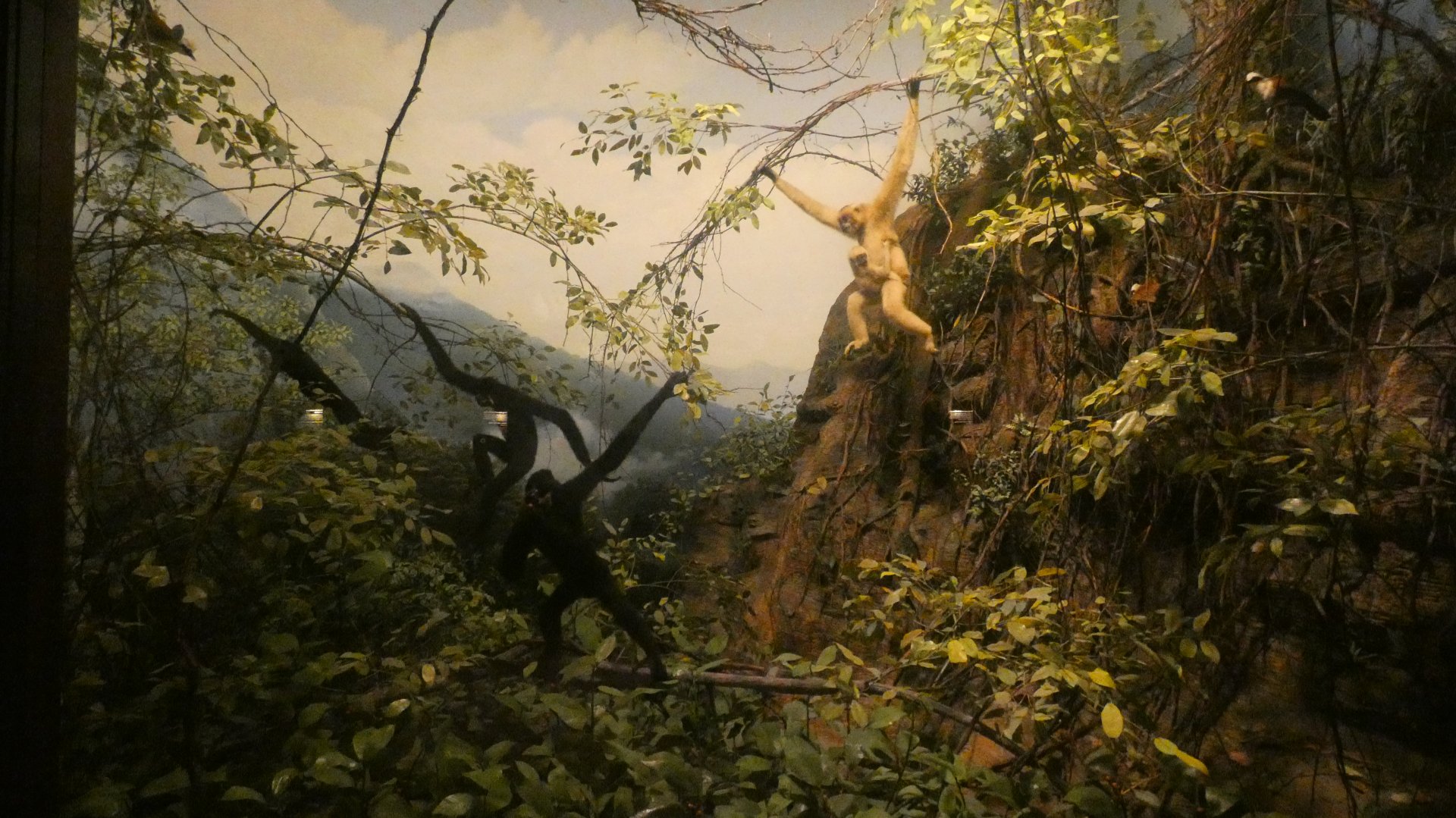 Gibbons, Hall of Asian Mammals - Feb. 2022