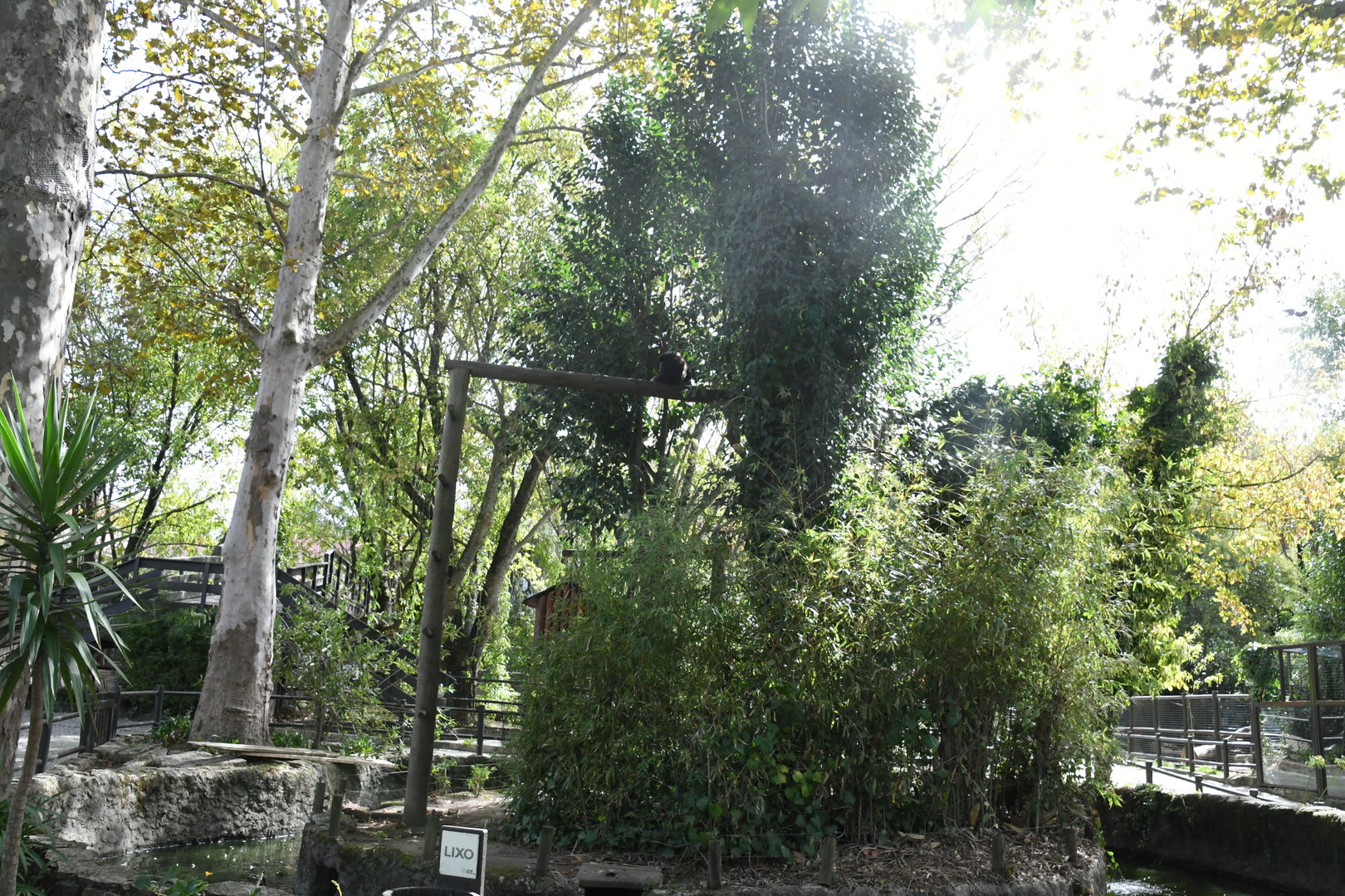 Gibbons Island (Lar Gibbons)