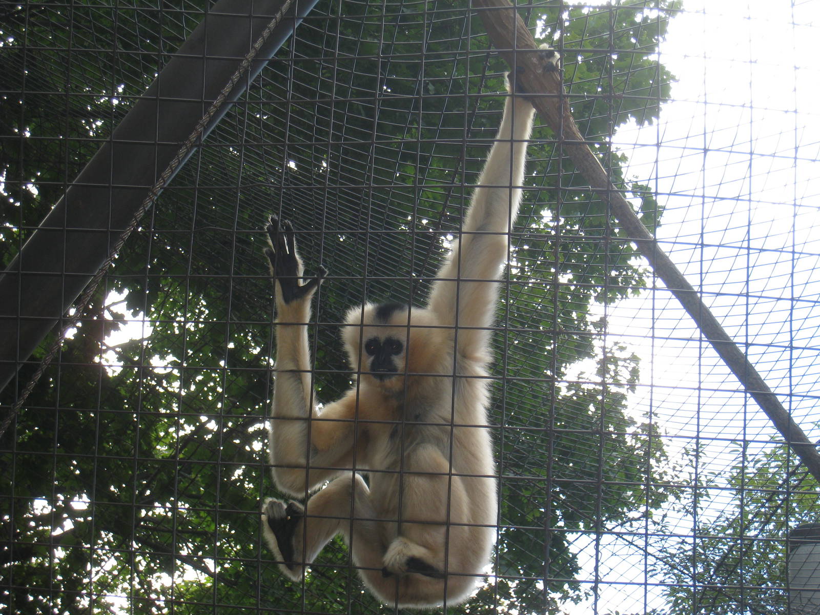 Gibbons Ridge - 2010